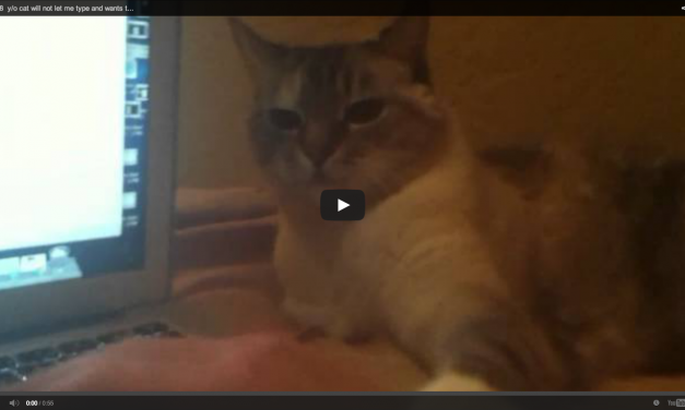 My 18 year old kitty cat went viral :)