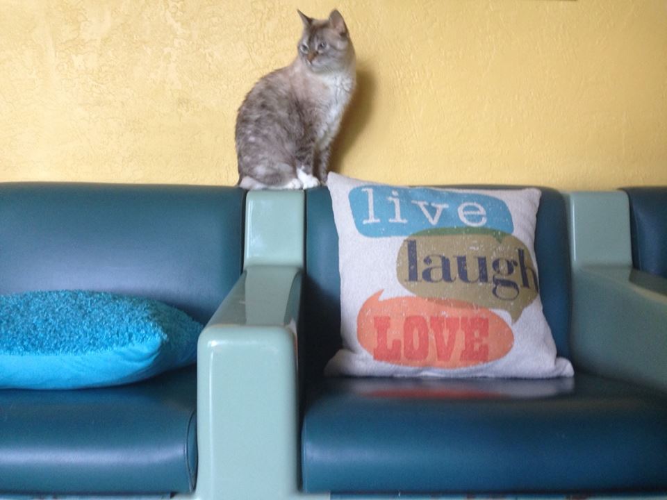 Video: Cats Who Think They are Human (this made my whole week)