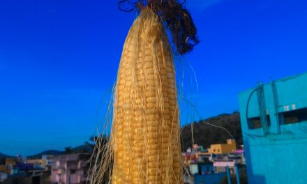 Brazil Refusing All Imports of U.S. Grown GMO Crops