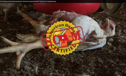 CBS: Humane-Certified Foster Farms Under Investigation After Video Shows Abuse, Torture Of Live Chickens