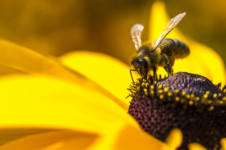 NY TIMES: Victory! US Courts takes bee killing Dow Insecticide off Market
