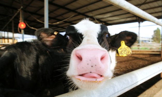 The agriculture industry is mutilating cows by drilling holes in them
