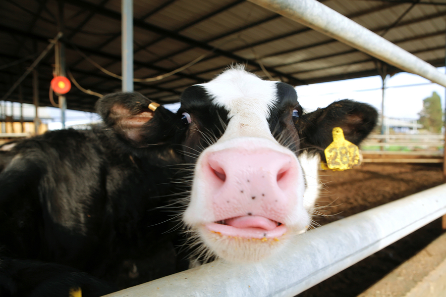 The agriculture industry is mutilating cows by drilling holes in them