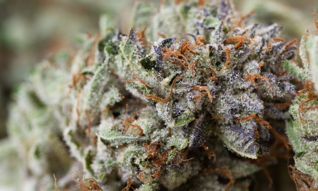 Study Shows Medical Cannabis Effectively Relieves Pain