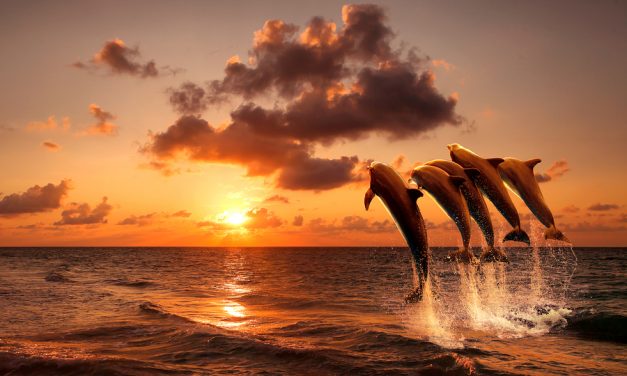New Research Suggests Dolphins May Have a Spoken Language