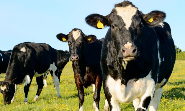 CBS: Antibiotics in animal feed can harm children, doctors warn