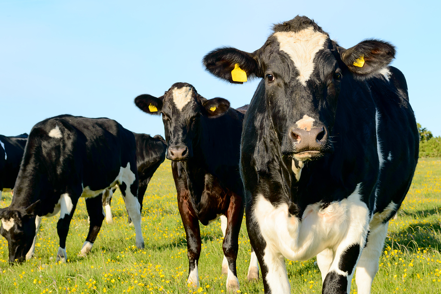 CBS: Antibiotics in animal feed can harm children, doctors warn