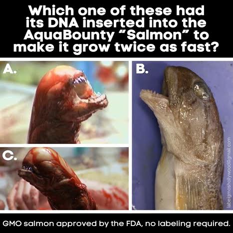 GMO Salmon just approved by the FDA