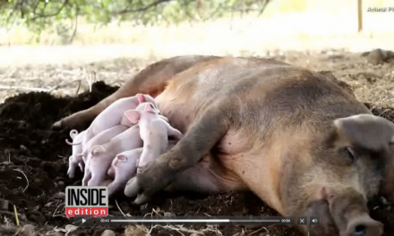 Pig Jumps from Truck on Way to a Slaughterhouse, Gives Birth to 9 Piglets