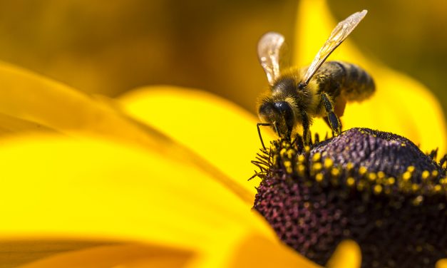 EPA says pesticide doing harm to bees