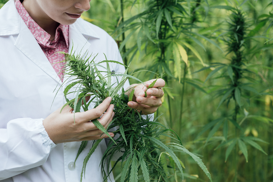 FDA “Outlawed” CBDs And Hemp Oil Extracts- Claims All Plant Molecules Belong To Big Pharma