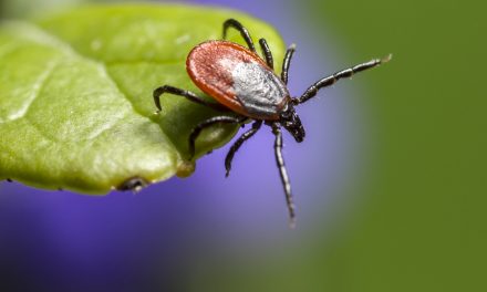 Lyme Disease on Plum Island: Fringe Conspiracy Theory or Government Cover-up?