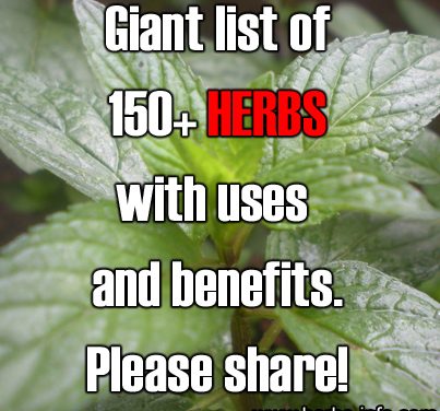 List Of 150+ Herbs With Uses And Benefits