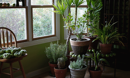 Houseplants that Absorb Harmful Chemicals