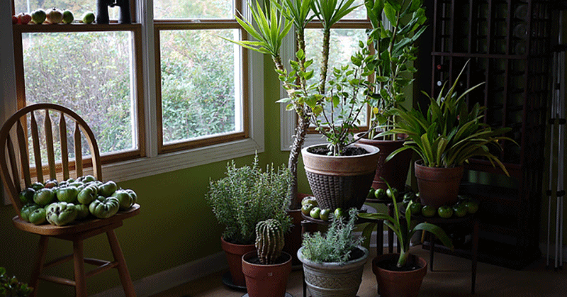 Houseplants That Clean The Air And Are Basically Impossible To Kill 