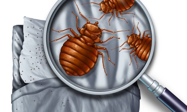 Warning For Travelers: Don’t Let the Bed Bugs Bite