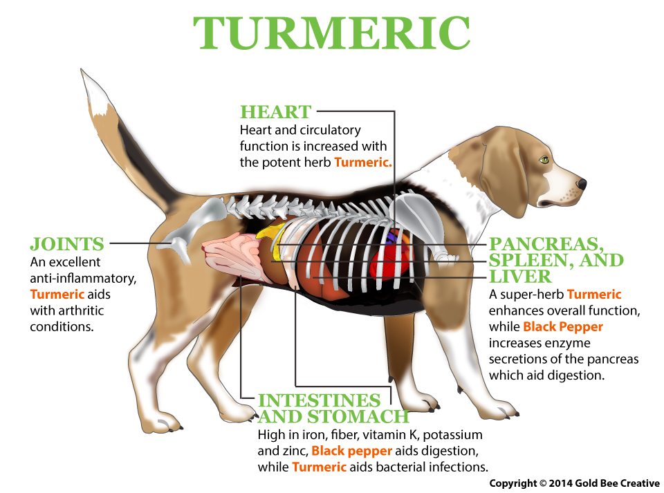 GIVE YOUR DOG A TBSP. OF THIS GOLDEN TURMERIC PASTE TO RELIEVE INFLAMMATION AND PREVENT CANCER