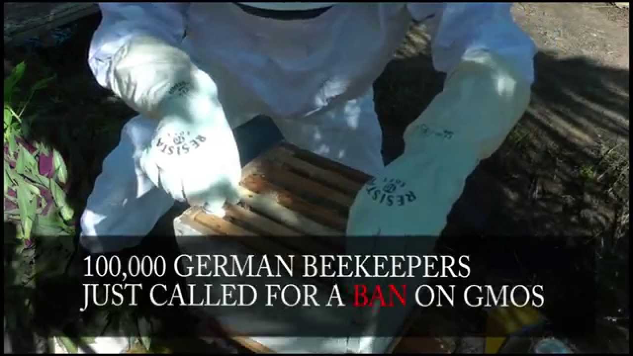 100,000 German Beekeepers Just Called For A Ban On GMOs