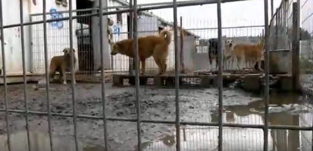 Woman Can’t Decide Which Dogs To Save- Buys Entire Shelter Instead