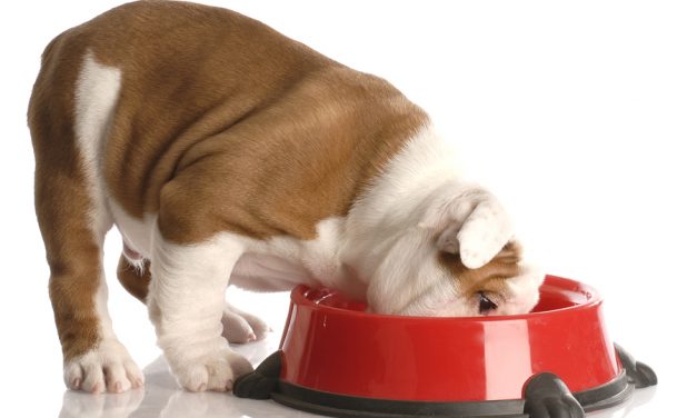 Purina Dog Food Recall- See Full List HERE