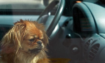 Breaking: It’s now Legal in Florida to break into cars to rescue hot people AND pets!