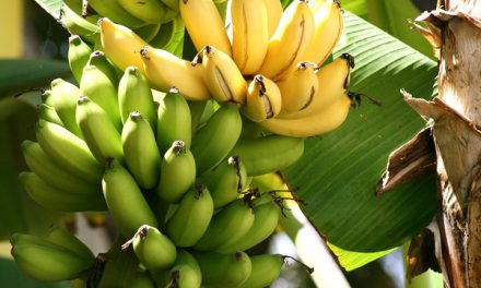 Can Science Stop the Impending Banana Extinction?