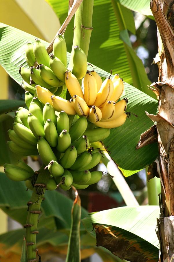 Can Science Stop the Impending Banana Extinction?