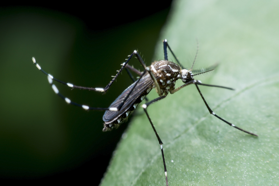 US Says Yes To Testing Genetically Modified Mosquitoes