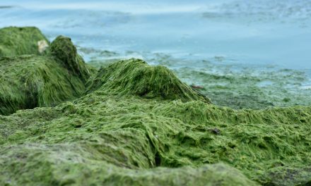 This Algae Battery Might Power a Tesla Car With 200x The Charge
