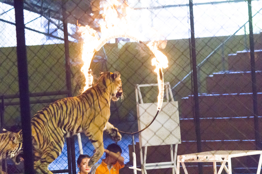 Band Donates “Whip It” Song Royalties to Save Circus Cats
