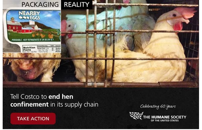 Ryan Gosling Speaks Out Against Costco’s Caged Hens