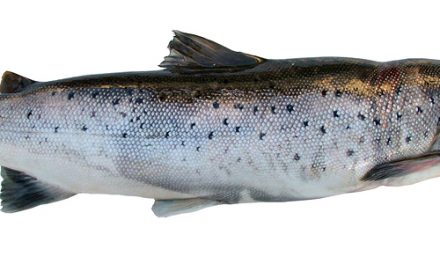 U.S. Environmentalists Sue To Overturn Approval Of GMO Salmon