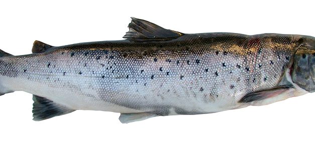 U.S. Environmentalists Sue To Overturn Approval Of GMO Salmon