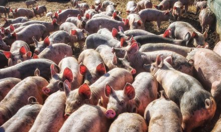 NBC: FDA Moves to Ban Cancer-Causing Pork Antibiotic