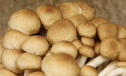 USDA Says: Gene-Edited Mushroom DOESN’T Need Regulation