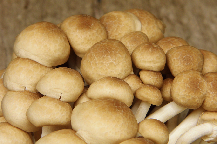 USDA Says: Gene-Edited Mushroom DOESN’T Need Regulation