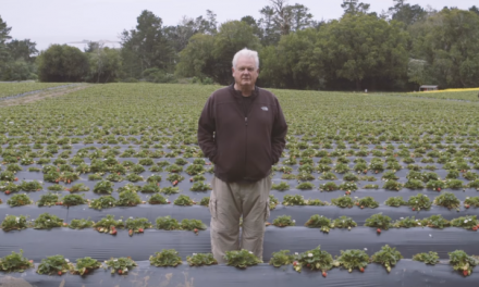 After Being Poisoned By Pesticides, This Strawberry Farmer Switching to Organic (And Proved Everyone Wrong)