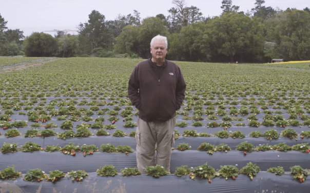 After Being Poisoned By Pesticides, This Strawberry Farmer Switching to Organic (And Proved Everyone Wrong)