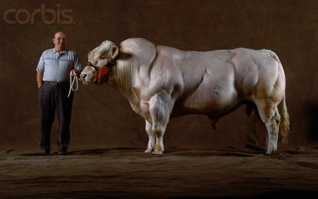 Mutant Cows Show Exactly What’s Wrong With The Meat Industry