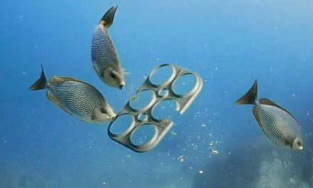 Florida brewery unveils six-pack rings that feed sea turtles rather than kill them