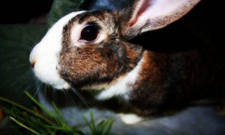 Estee Lauder, Avon & Mary Kay Still Do Animal Testing! Here’s Why.. (It’s not good)