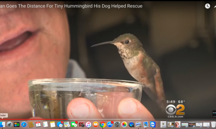 VIDEO: Hummingbird Refuses to Leave Rescue Dog Who Rescued Her…