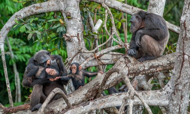 Great Day for Chimps, No more Chimpanzee in U.S.A labs