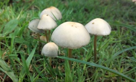Magic Mushrooms Lift Severe Depression In Clinical Trial