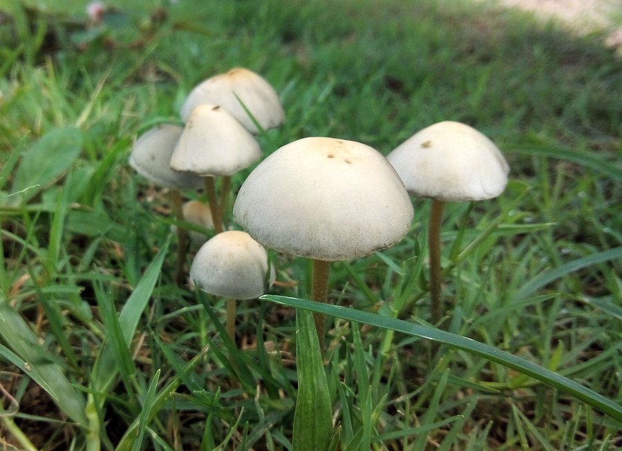 Magic Mushrooms Lift Severe Depression In Clinical Trial