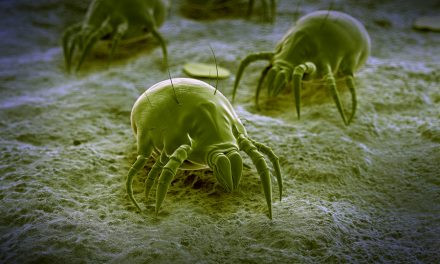 A Dust Mite Pill May Help Relieve Asthma Symptoms, Study Finds