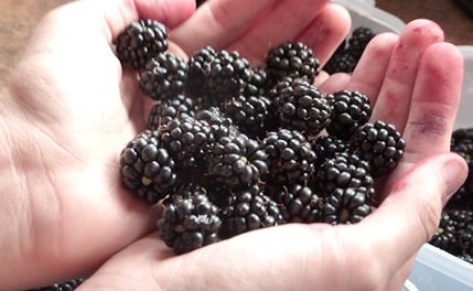 Eating Black Raspberries Significantly Lowers Cardiovascular Disease