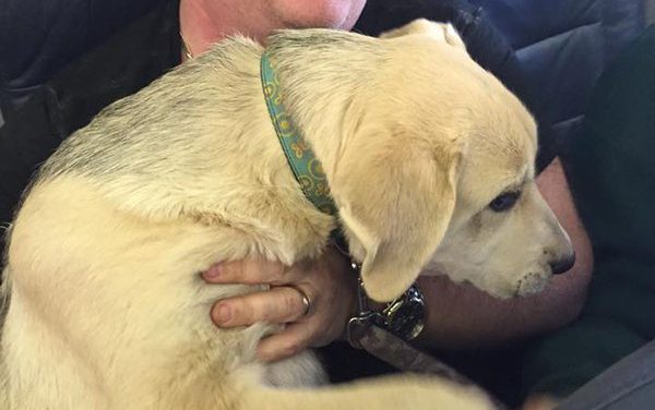 Airlines Bend Rules So Pets Escaping Fires Can Fly With Their Owners