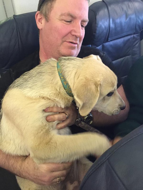 Airlines Bend Rules So Pets Escaping Fires Can Fly With Their Owners