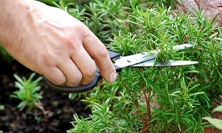 Sniffing Rosemary Can Increase Memory By 75%